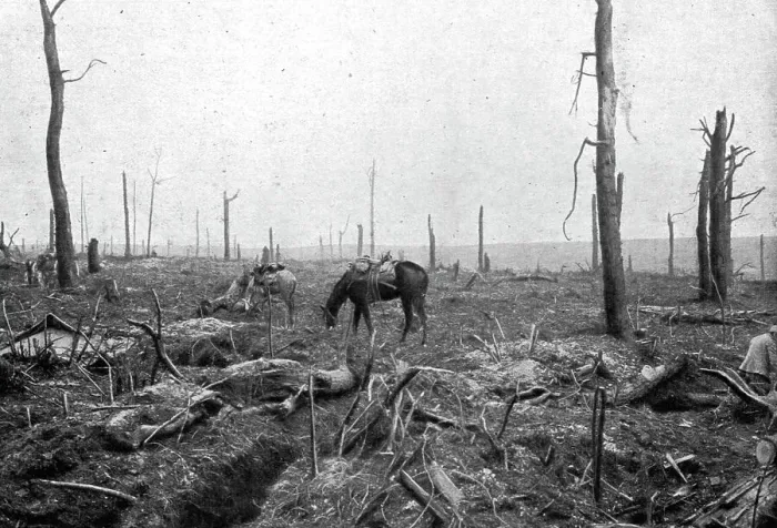 Framed Print : Sur le rerrain de l'avance Francaise au sud de la Somme; dans le Bois Hache, le bien nomme... 1916 Creator: Unknown Framed Print : Sur le rerrain de l'avance Francaise au sud de la Somme; dans le Bois Hache, le bien nomme... 1916 Creator: Unknown