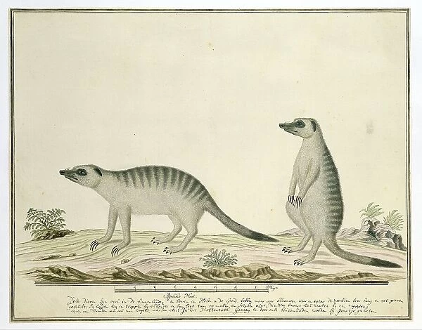 Suricata suricatta (Meerkats), 1777-1786. Creator: Robert Jacob Gordon