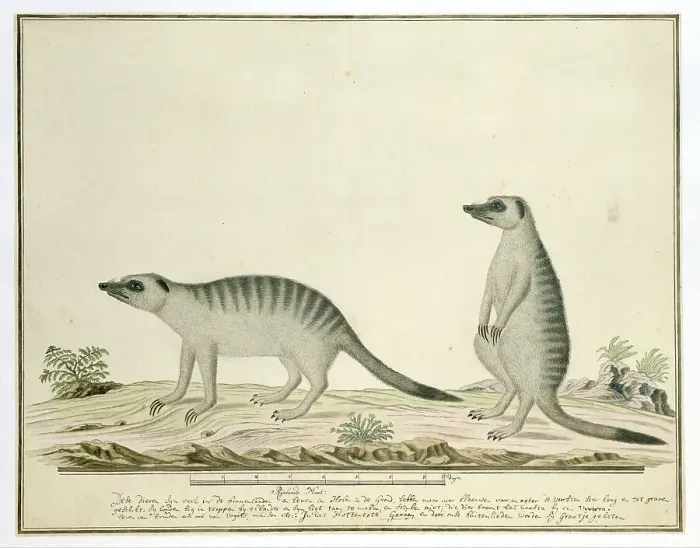 Framed Print : Suricata suricatta (Meerkats), 1777-1786. Creator: Robert Jacob Gordon Framed Print : Suricata suricatta (Meerkats), 1777-1786. Creator: Robert Jacob Gordon
