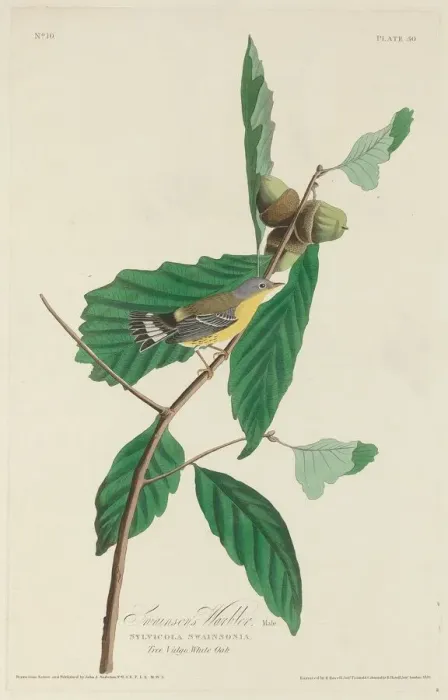 Framed Print : Swainsons Warbler, 1828. Creator: Robert Havell Framed Print : Swainsons Warbler, 1828. Creator: Robert Havell