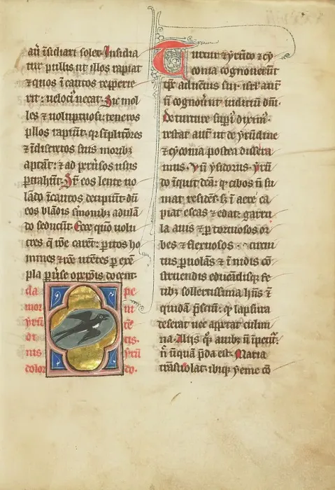 Framed Print : A Swallow; De Natura Avium; De Pastoribus et Ovibus; Bestiarium, 1277 or after. Creator: Unknown Framed Print : A Swallow; De Natura Avium; De Pastoribus et Ovibus; Bestiarium, 1277 or after. Creator: Unknown
