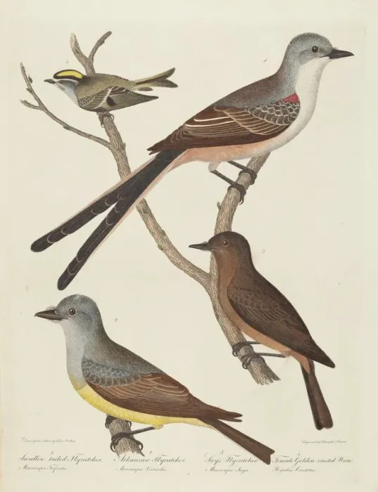 Framed Print : Swallow-tailed Flycatcher, Arkansas Flycatcher, Says Flycatcher, and Female... Wren Framed Print : Swallow-tailed Flycatcher, Arkansas Flycatcher, Says Flycatcher, and Female... Wren
