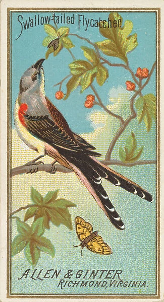 Swallow-tailed Flycatcher, from the Birds of America series (N4) for Allen &