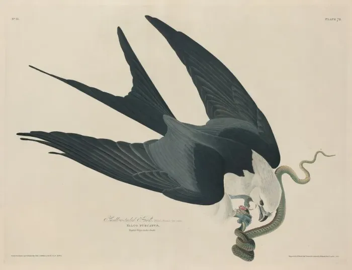 Framed Print : Swallow-tailed Hawk, 1829. Creator: Robert Havell Framed Print : Swallow-tailed Hawk, 1829. Creator: Robert Havell