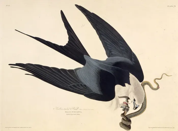 Framed Print : The swallow-tailed kite. From The Birds of America, 1827-1838. Creator: Audubon Framed Print : The swallow-tailed kite. From The Birds of America, 1827-1838. Creator: Audubon