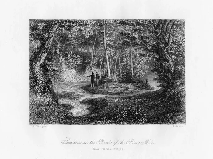 Framed Print : Swallows in the Banks of the River Mole, Surrey, 19th century. Artist: J Archer Framed Print : Swallows in the Banks of the River Mole, Surrey, 19th century. Artist: J Archer