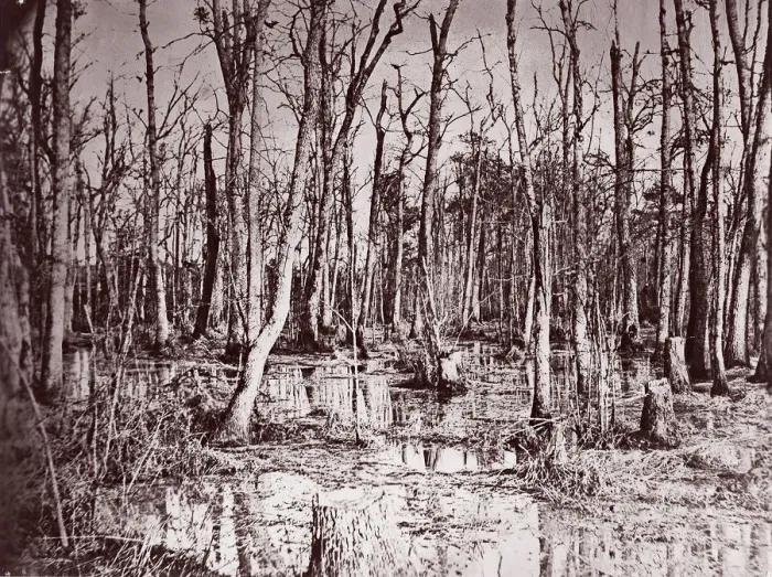 Framed Print : Swamp near Broadway Landing, Appomattox River, 1864. Creator: Tim O Sullivan Framed Print : Swamp near Broadway Landing, Appomattox River, 1864. Creator: Tim O Sullivan