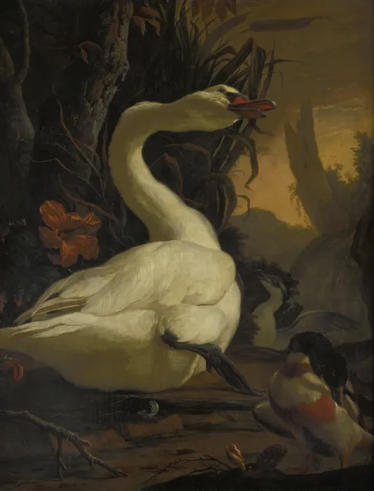 Framed Print : Swan, c1700. Creator: Abraham Busschop Framed Print : Swan, c1700. Creator: Abraham Busschop