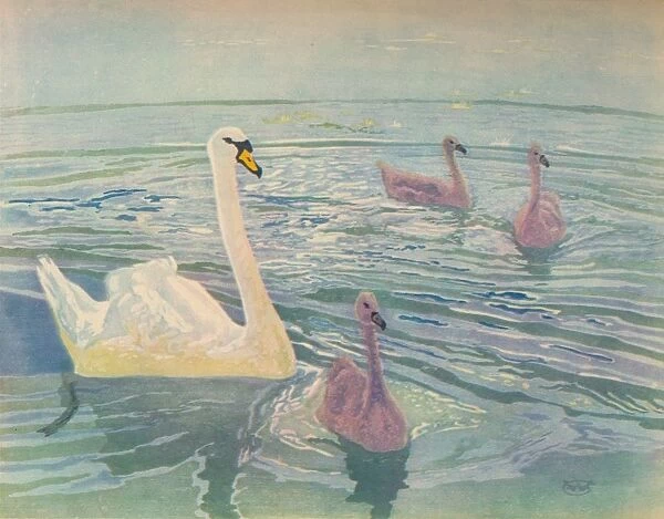 Swan and Cygnets, 1911, (1928). Artist: William Giles