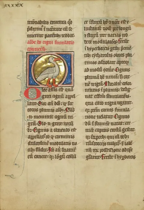 Framed Print : A Swan; De Natura Avium; De Pastoribus et Ovibus, 1277 or after. Creator: Unknown Framed Print : A Swan; De Natura Avium; De Pastoribus et Ovibus, 1277 or after. Creator: Unknown