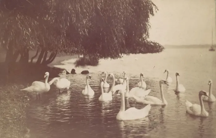Framed Print : Swans on the Water, 1880s-90s. Creator: Unknown Framed Print : Swans on the Water, 1880s-90s. Creator: Unknown