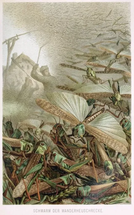 Framed Print : A Swarm of Locusts, from Brehms Tierleben, pub. 1860s (colour lithograph), 1860 Framed Print : A Swarm of Locusts, from Brehms Tierleben, pub. 1860s (colour lithograph), 1860