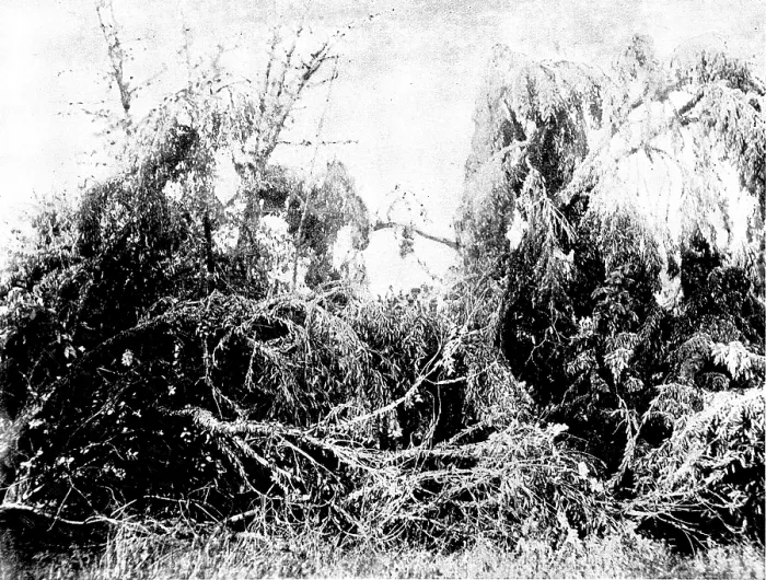 Framed Print : Swarm of locusts at Delagoa Bay, East Africa, 1895. Creator: Unknown Framed Print : Swarm of locusts at Delagoa Bay, East Africa, 1895. Creator: Unknown