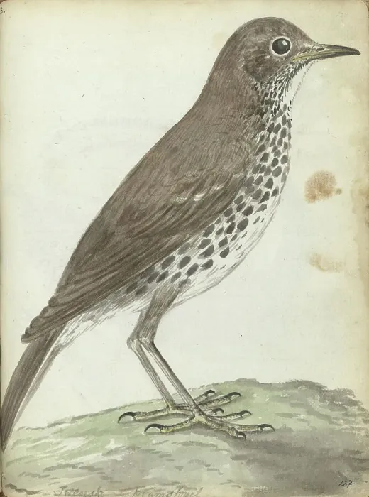 Framed Print : Swedish bird, 1787-1808. Creator: Jan Brandes Framed Print : Swedish bird, 1787-1808. Creator: Jan Brandes