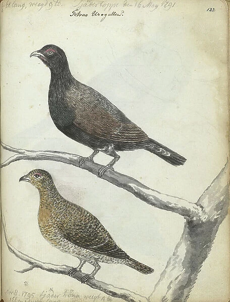 Swedish bird, 1795. Creator: Jan Brandes