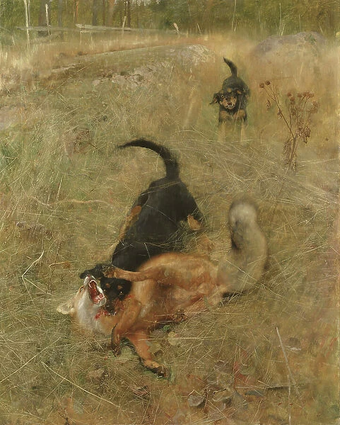 Swedish Foxhound and Fox, 1885. Creator: Bruno Liljefors