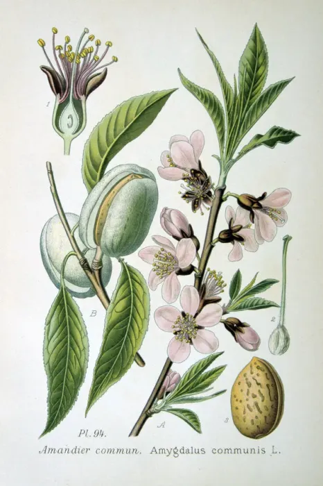 Framed Print : Sweet almond, 1893 Framed Print : Sweet almond, 1893