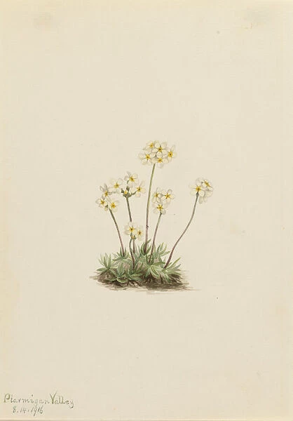 Sweet Androsace (Androsace carinata), 1916. Creator: Mary Vaux Walcott