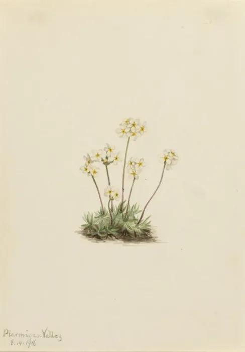 Framed Print : Sweet Androsace (Androsace carinata), 1916. Creator: Mary Vaux Walcott Framed Print : Sweet Androsace (Androsace carinata), 1916. Creator: Mary Vaux Walcott