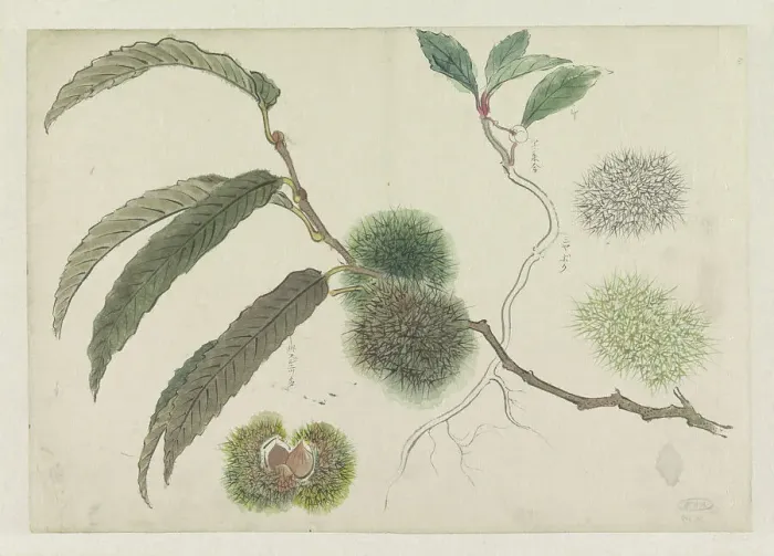 Framed Print : Sweet chestnuts on a branch, 1800-1900. Creator: Ishikawa Kazan Framed Print : Sweet chestnuts on a branch, 1800-1900. Creator: Ishikawa Kazan