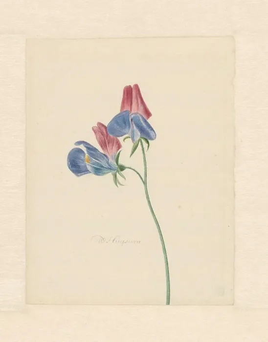 Framed Print : Sweet peas, 1714-1760. Creator: Michiel van Huysum Framed Print : Sweet peas, 1714-1760. Creator: Michiel van Huysum