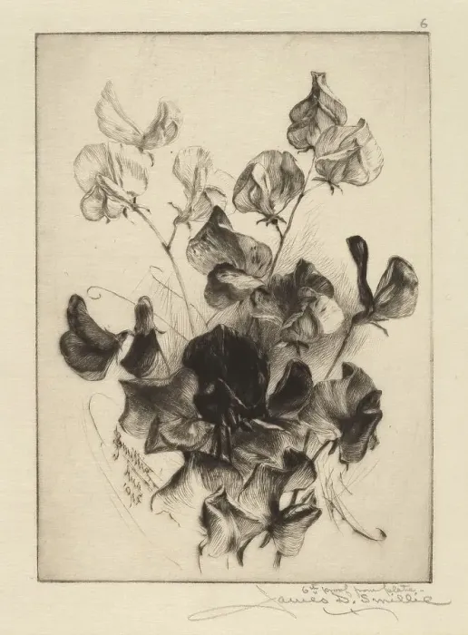 Framed Print : Sweet Peas, 1891. Creator: James David Smillie Framed Print : Sweet Peas, 1891. Creator: James David Smillie