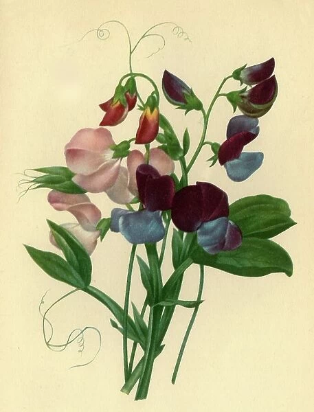 Sweet Peas: Lathyrus odoratus, 1827, (1946). Creator: Pierre-Joseph Redoute