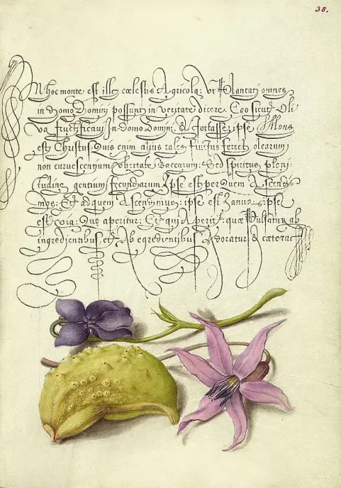 Framed Print : Sweet Violet, Gourd, and Dog-Tooth Violet, 1561-1562; illumination added 1591-1596. Creator: Joris Hoefnagel Framed Print : Sweet Violet, Gourd, and Dog-Tooth Violet, 1561-1562; illumination added 1591-1596. Creator: Joris Hoefnagel