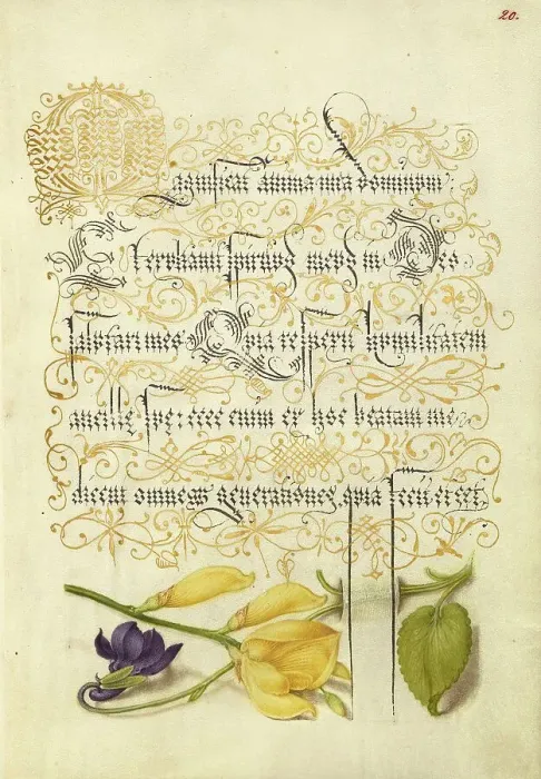 Framed Print : Sweet Violet and Spanish Broom, 1561-1562; illumination added 1591-1596. Creator: Joris Hoefnagel Framed Print : Sweet Violet and Spanish Broom, 1561-1562; illumination added 1591-1596. Creator: Joris Hoefnagel