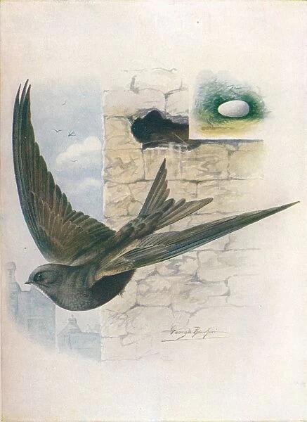 Swift - Cyp selus a pus, c1910, (1910). Artist: George James Rankin