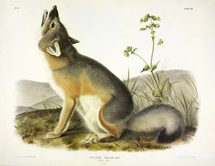 Framed Print : Swift Fox, Vulpes Velox, 1845 Framed Print : Swift Fox, Vulpes Velox, 1845