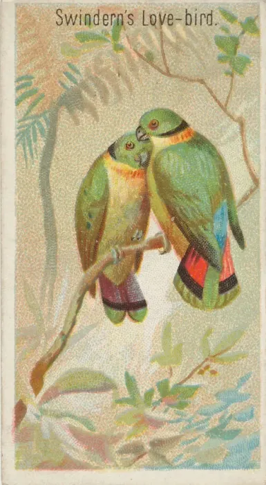 Framed Print : Swinderns Love-Bird, from the Birds of the Tropics series (N5) for Allen &amp