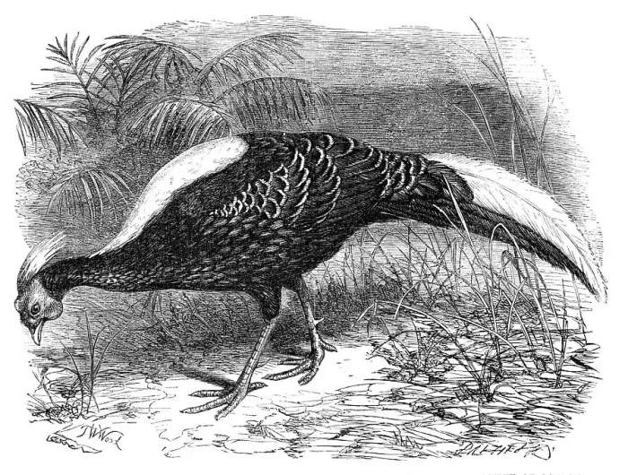 Framed Print : Swinhoe's Pheasant, lately added to the collection of the Zoological Society of London, 1865. Creator: Dalziel Brothers Framed Print : Swinhoe's Pheasant, lately added to the collection of the Zoological Society of London, 1865. Creator: Dalziel Brothers