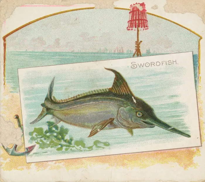 Framed Print : Swordfish, from Fish from American Waters series (N39) for Allen & Ginter Cigarettes Framed Print : Swordfish, from Fish from American Waters series (N39) for Allen & Ginter Cigarettes