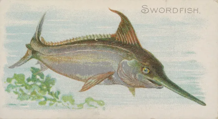 Framed Print : Swordfish, from the Fish from American Waters series (N8) for Allen & Framed Print : Swordfish, from the Fish from American Waters series (N8) for Allen &
