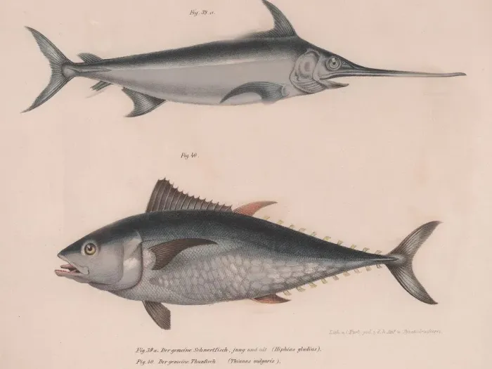 Framed Print : Swordfish (Hiphias gladius), Thinnus bulgaris, c. 1850s Framed Print : Swordfish (Hiphias gladius), Thinnus bulgaris, c. 1850s