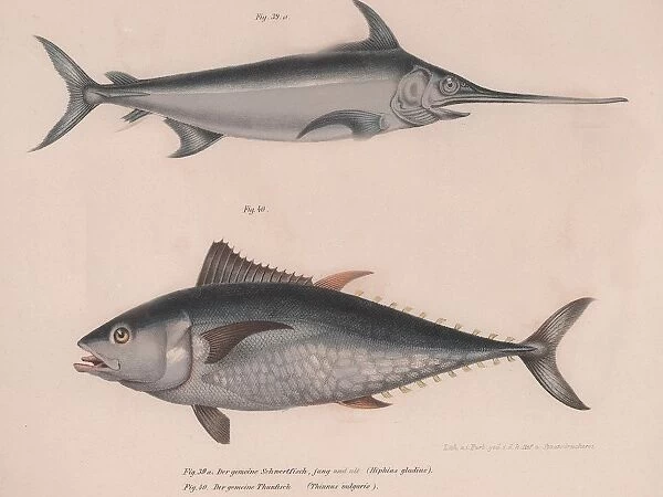 Swordfish (Hiphias gladius), Thinnus bulgaris, c. 1850s