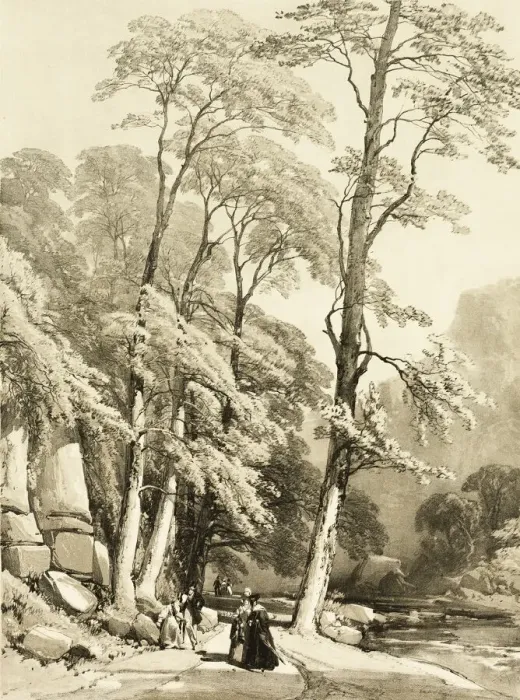 Framed Print : Sycamore, from The Park and the Forest, 1841. Creator: James Duffield Harding Framed Print : Sycamore, from The Park and the Forest, 1841. Creator: James Duffield Harding
