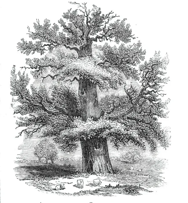 Framed Print : The Sydney Oak, at Penshurst, 1844. Creator: Unknown Framed Print : The Sydney Oak, at Penshurst, 1844. Creator: Unknown