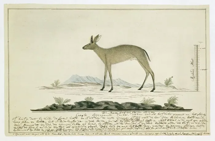 Framed Print : Sylvicapra grimmia (Common Duiker), 1777-1786. Creator: Robert Jacob Gordon Framed Print : Sylvicapra grimmia (Common Duiker), 1777-1786. Creator: Robert Jacob Gordon
