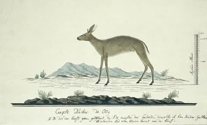 Framed Print : Sylvicapra grimmia (Common Duiker), 1777-1786. Creator: Robert Jacob Gordon Framed Print : Sylvicapra grimmia (Common Duiker), 1777-1786. Creator: Robert Jacob Gordon