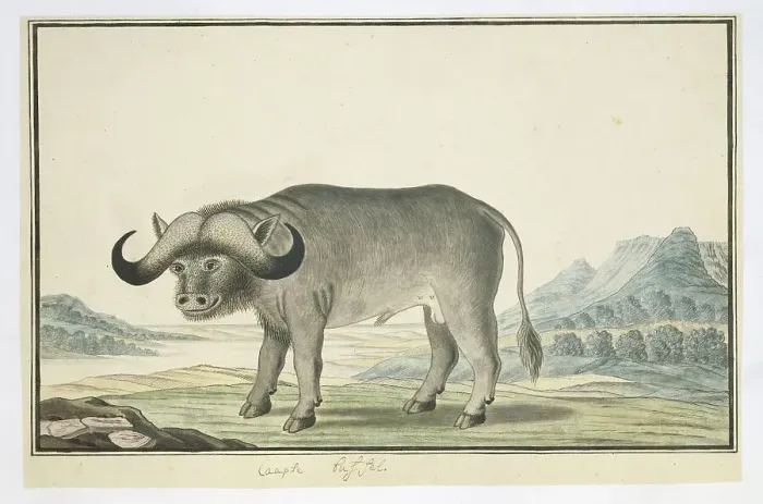 Framed Print : Syncerus caffer caffer (Cape buffalo), 1777-1786. Creator: Robert Jacob Gordon Framed Print : Syncerus caffer caffer (Cape buffalo), 1777-1786. Creator: Robert Jacob Gordon