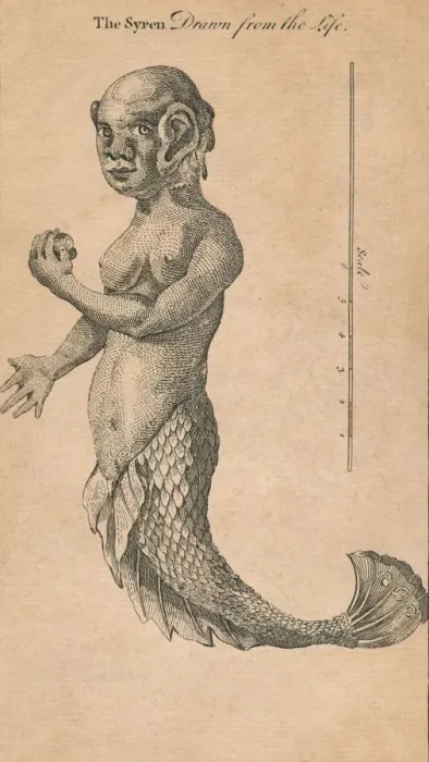 Framed Print : The Syren Drawn from the Life, 1759? Creator: Benjamin Cole Framed Print : The Syren Drawn from the Life, 1759? Creator: Benjamin Cole