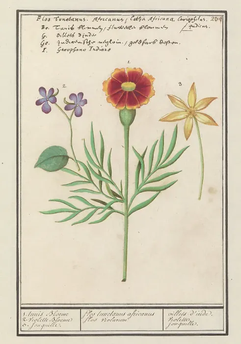 Framed Print : Tagetes (Tagetes), pansy (viola) and daffodil (Narcissus), 1596-1610. Creators: Anselmus de Boodt, Elias Verhulst Framed Print : Tagetes (Tagetes), pansy (viola) and daffodil (Narcissus), 1596-1610. Creators: Anselmus de Boodt, Elias Verhulst