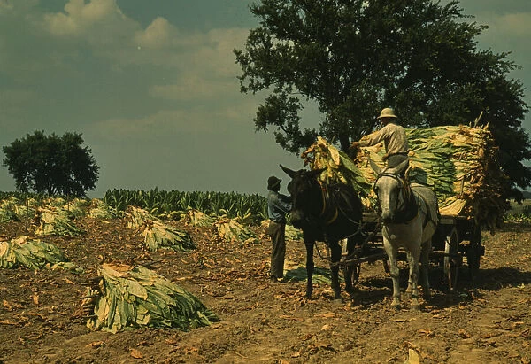 Taking burley tobacco in from the fields after it had been cut...Russell Spears farm, Ky. 1940. Creator: Marion Post Wolcott