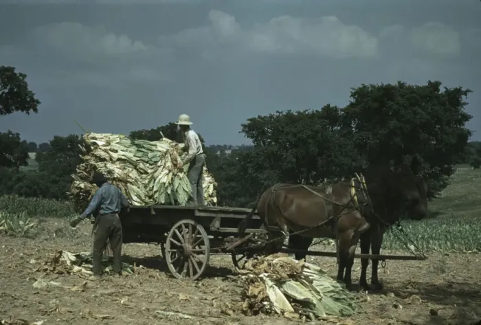 Framed Print : Taking burley tobacco in from the fields after it had been cut... Russell Spears farm, Ky. 1940. Creator: Marion Post Wolcott Framed Print : Taking burley tobacco in from the fields after it had been cut... Russell Spears farm, Ky. 1940. Creator: Marion Post Wolcott