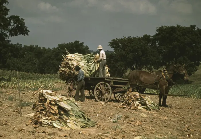 Framed Print : Taking Burley tobacco in from the fields after it had been cut... Russell Spears farm, Ky. 1940. Creator: Marion Post Wolcott Framed Print : Taking Burley tobacco in from the fields after it had been cut... Russell Spears farm, Ky. 1940. Creator: Marion Post Wolcott
