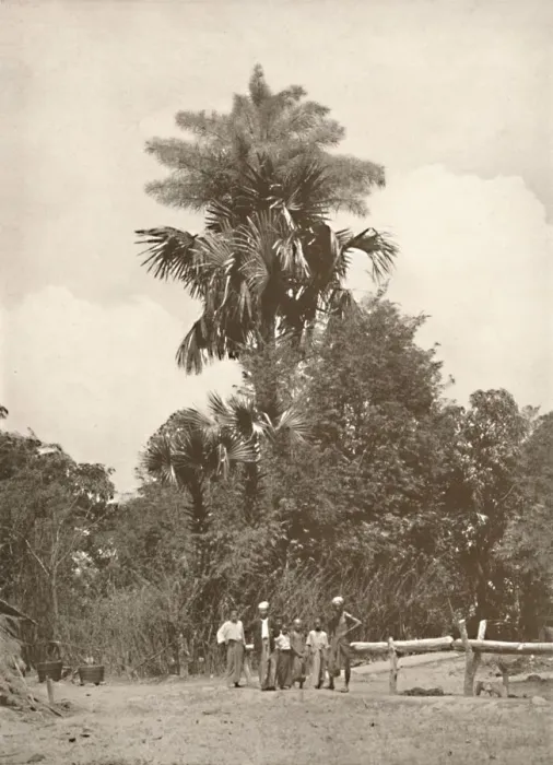 Framed Print : A Talipot Palm in Flower, 1900. Creator: Unknown Framed Print : A Talipot Palm in Flower, 1900. Creator: Unknown