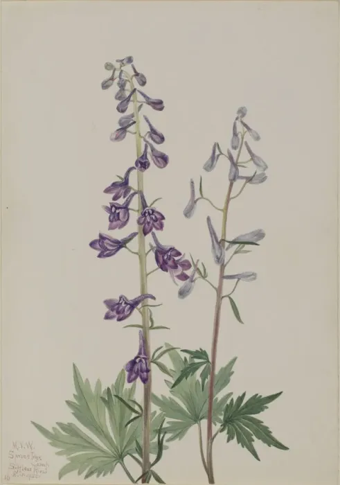 Framed Print : Tall Larkspur (Delphinium elongatum), 1920. Creator: Mary Vaux Walcott Framed Print : Tall Larkspur (Delphinium elongatum), 1920. Creator: Mary Vaux Walcott