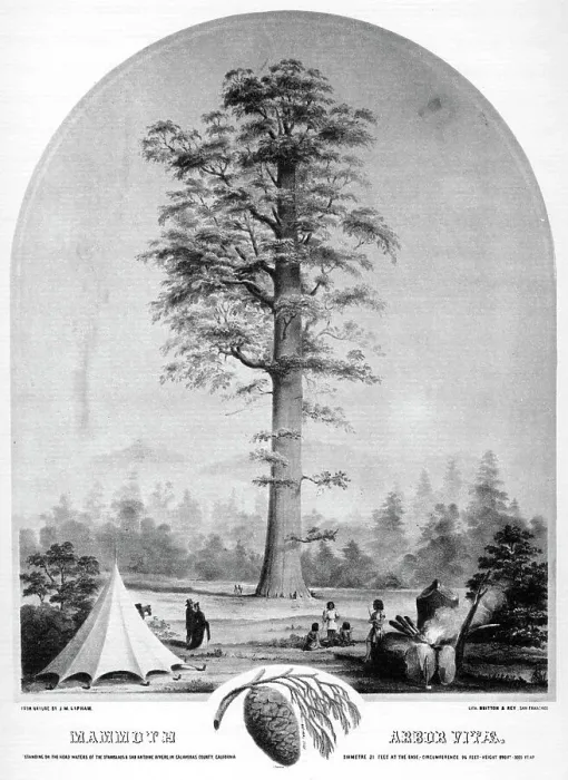 Framed Print : A tall tree, California, USA, 19th century (1937). Artist: Britton & Rey Framed Print : A tall tree, California, USA, 19th century (1937). Artist: Britton & Rey